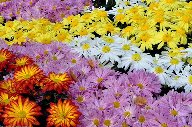 Chrysanthemums - photo