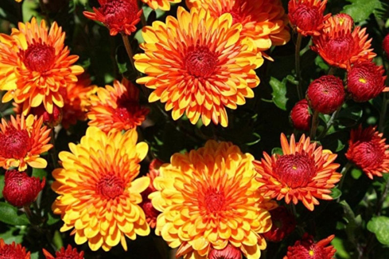 Chrysanthemums - photo