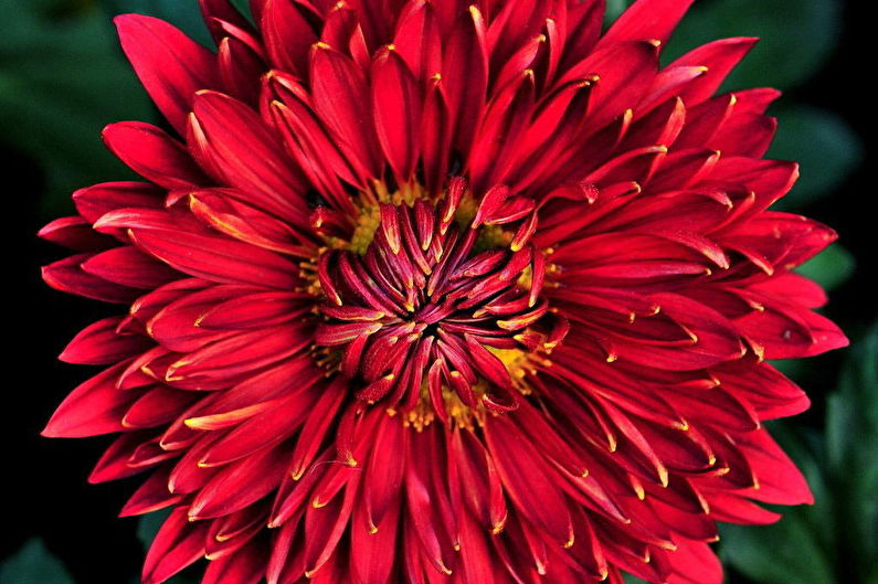 Chrysanthemums - photo