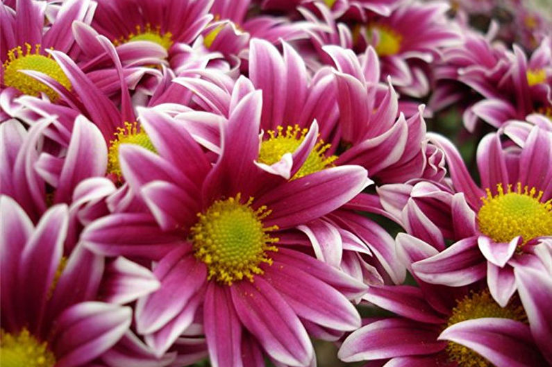 Chrysanthemums - photo