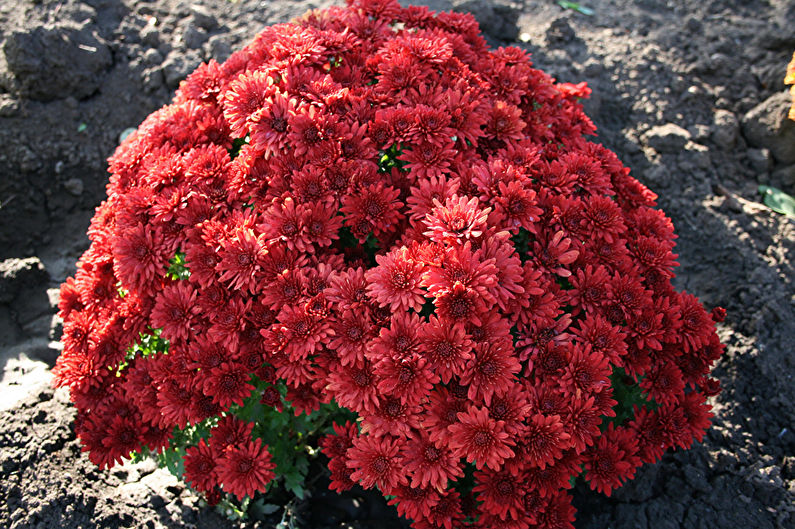 Chrysanthemums - photo