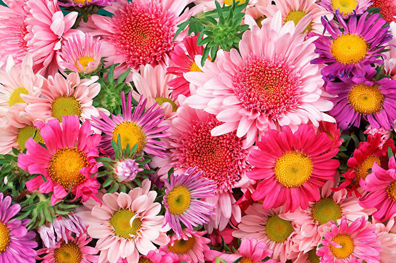 Chrysanthemums - photo