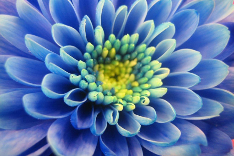 Chrysanthemums - photo