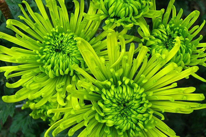 Chrysanthemums - photo