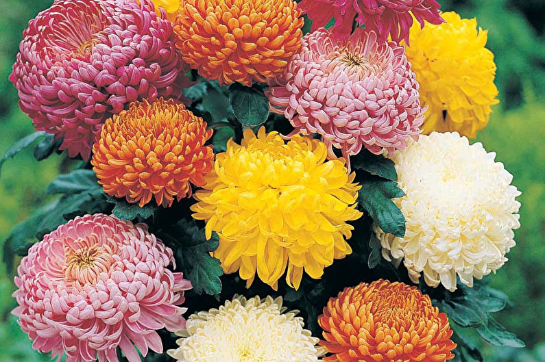 Chrysanthemums - photo