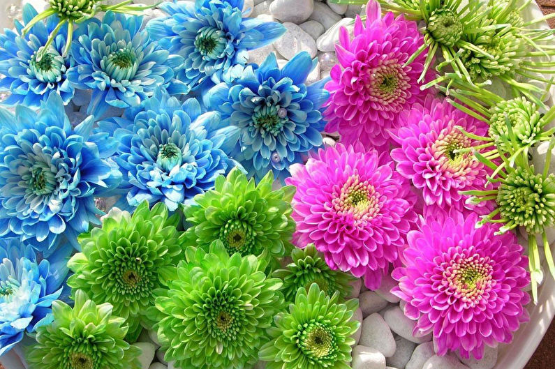 Chrysanthemums - photo