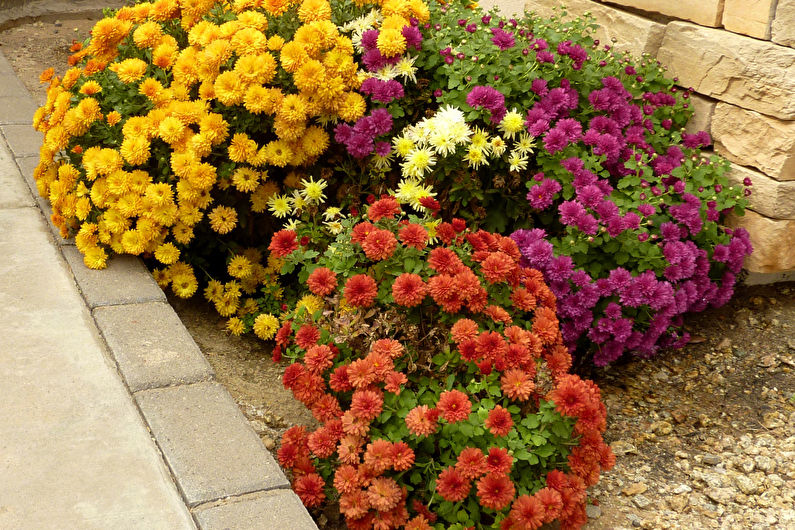 Chrysanthemums - photo