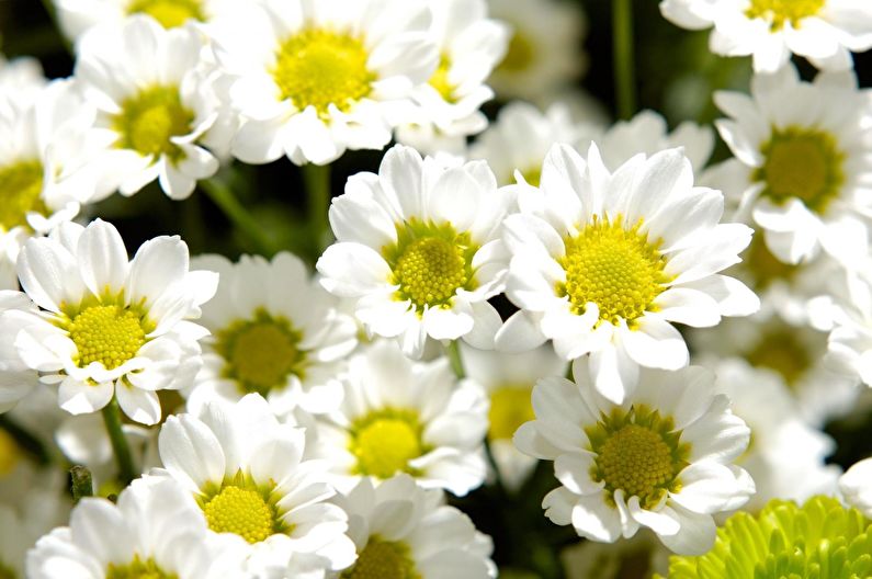 Chrysanthemums - photo