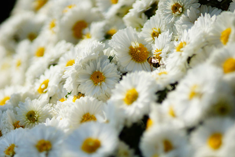 Chrysanthemums - photo