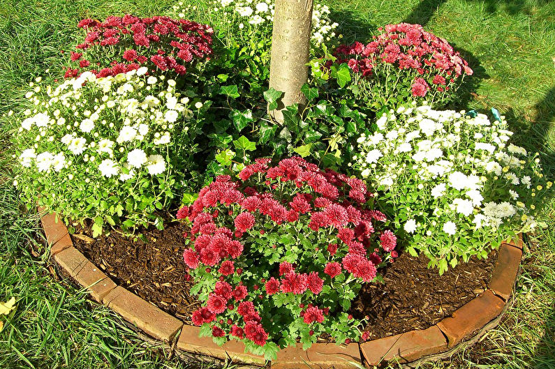 Chrysanthemums - photo