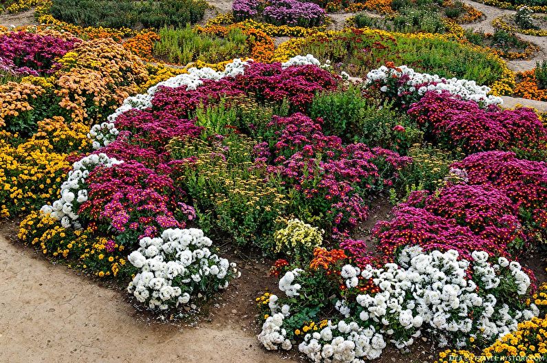 Chrysanthemums - photo