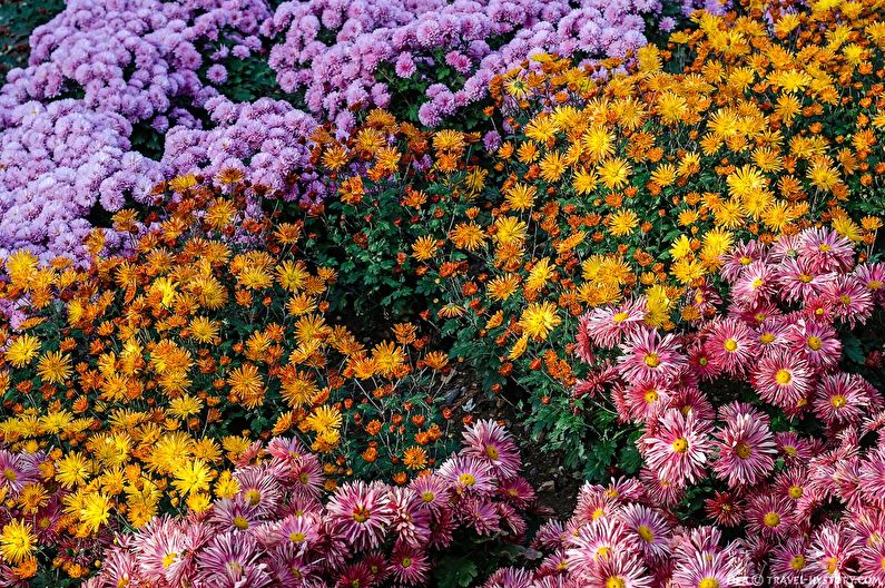 Chrysanthemums - photo