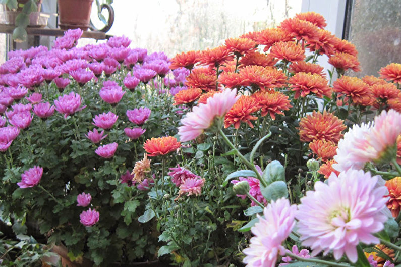 Chrysanthemums - photo