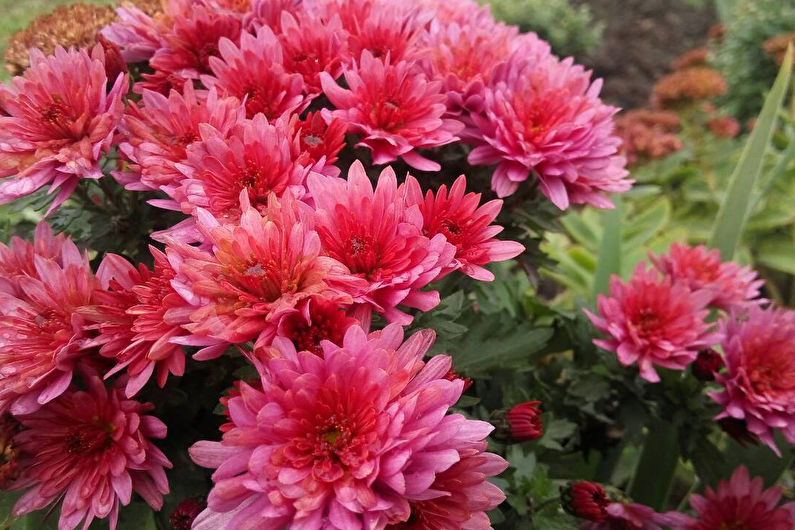 Chrysanthemums - photo