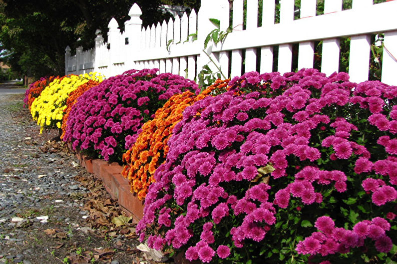 Chrysanthemums - photo