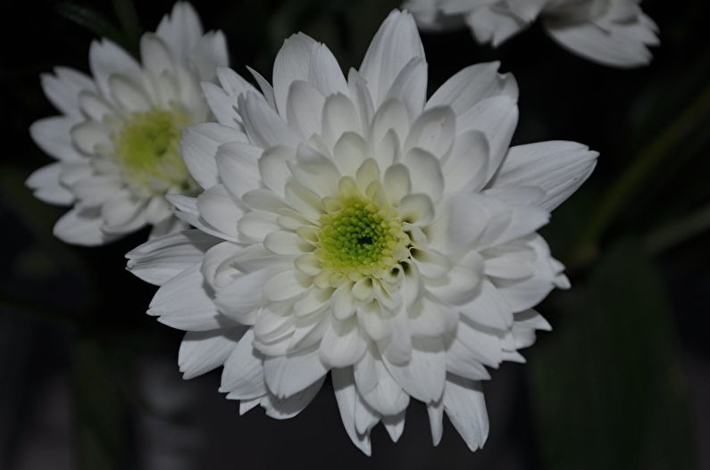Chrysanthemums - photo