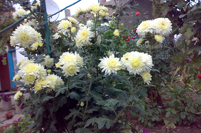 Chrysanthemums - photo