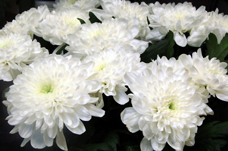 Chrysanthemums - photo