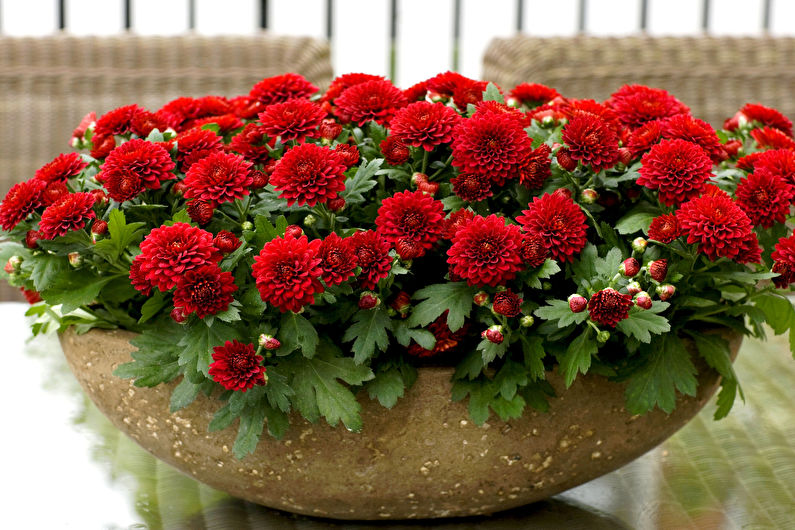 Chrysanthemums - photo