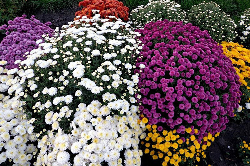 Chrysanthemums - photo
