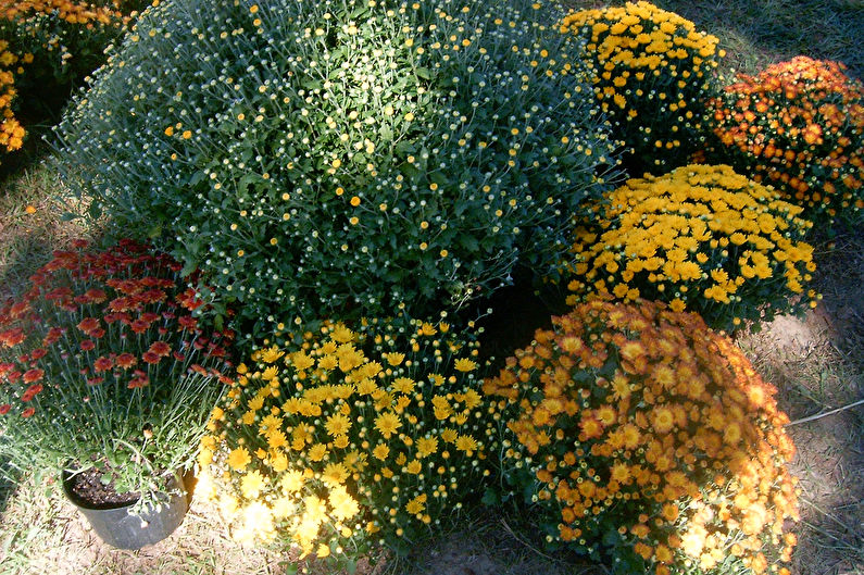 Chrysanthemums - photo