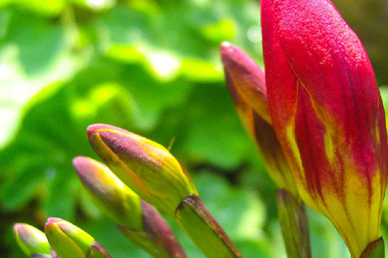 History of freesia