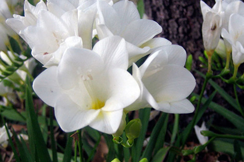 History of freesia