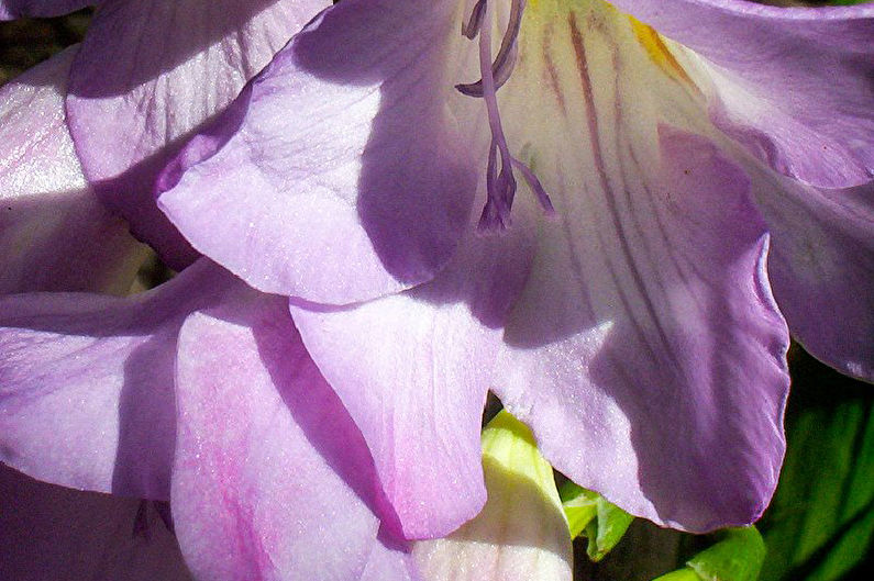 Freesia Care - Lighting