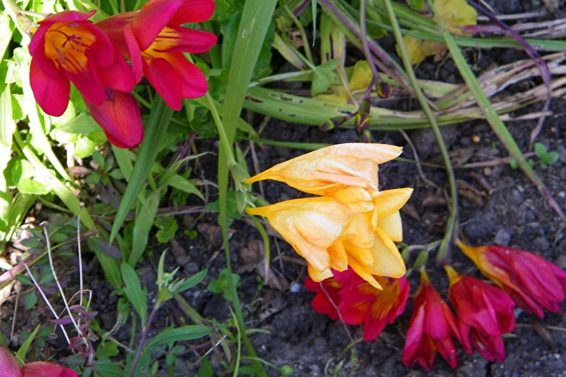 Freesia Care - Pest and Disease Prevention