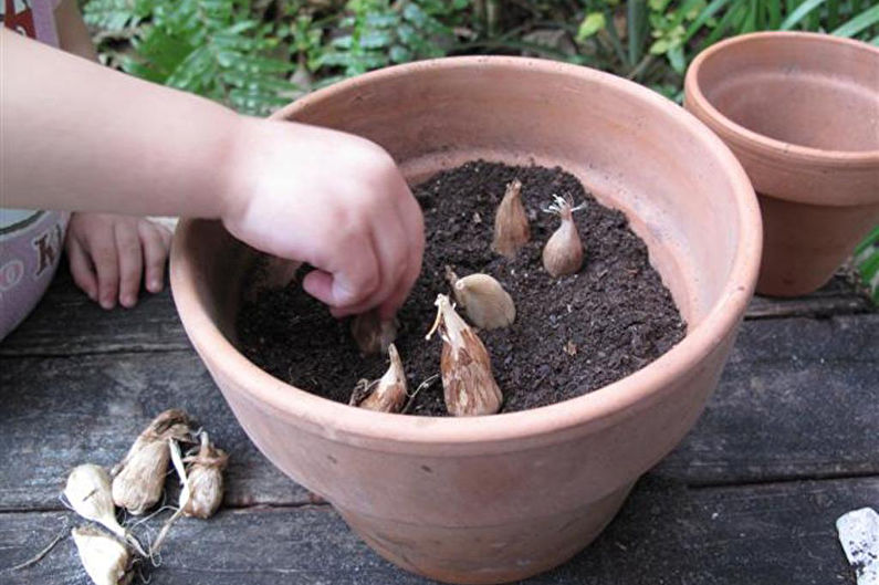 Freesia Care - Pest and Disease Prevention