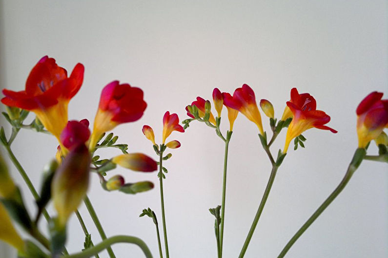 Freesia Care - Garter