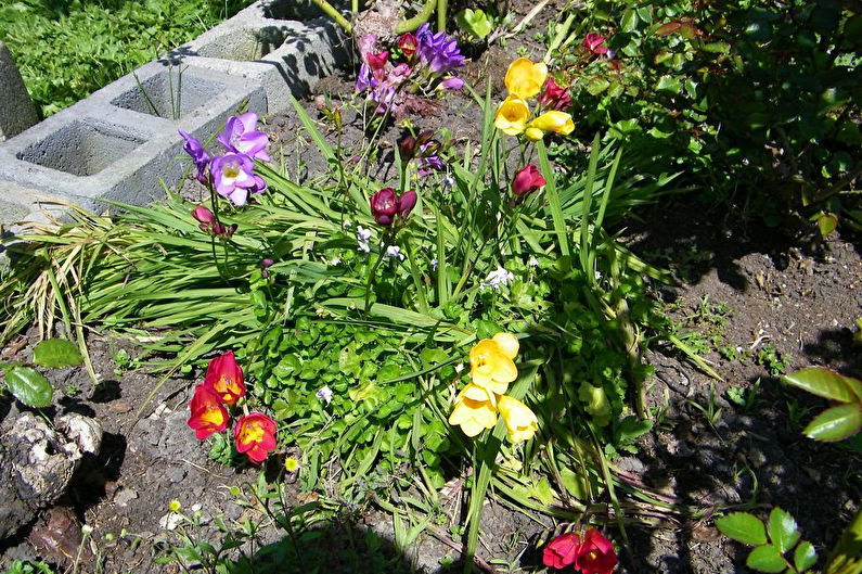 Freesia in landscape design and floristry