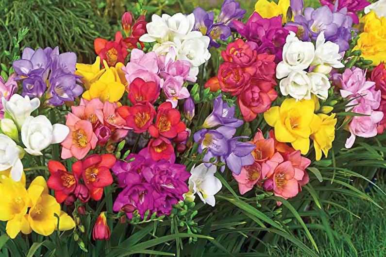 Freesia in landscape design and floristry