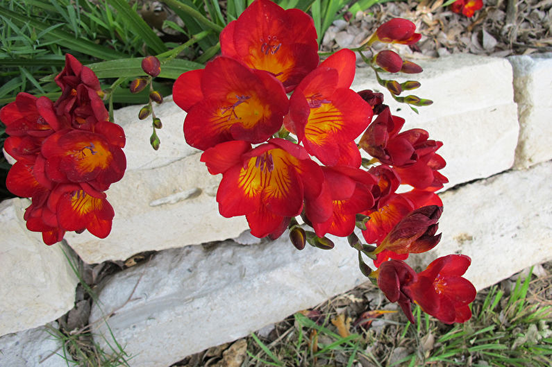 Freesia in landscape design and floristry