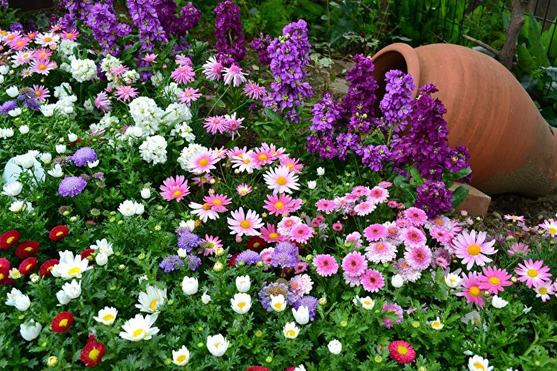Freesia in landscape design and floristry
