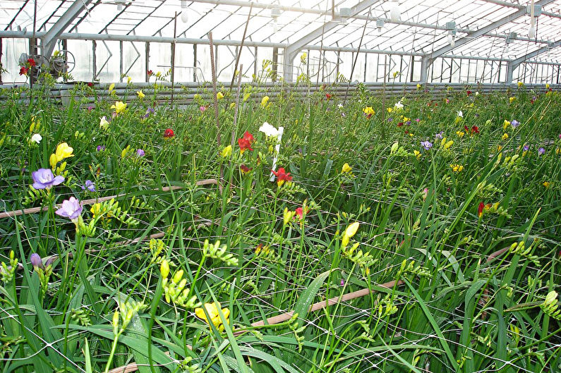 Freesia in landscape design and floristry