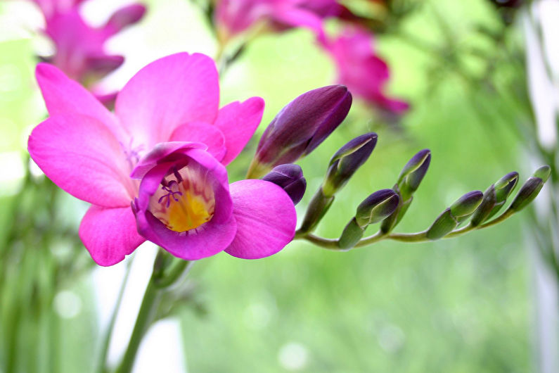 Freesia - photo