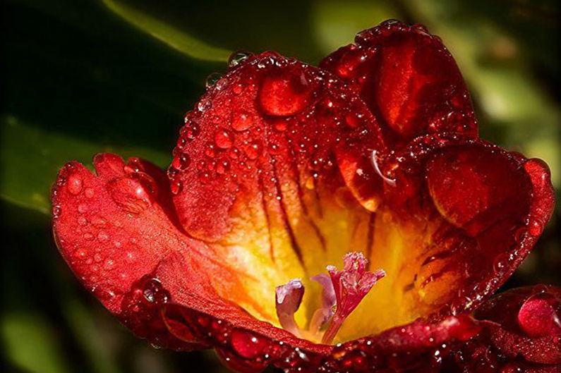 Freesia - photo