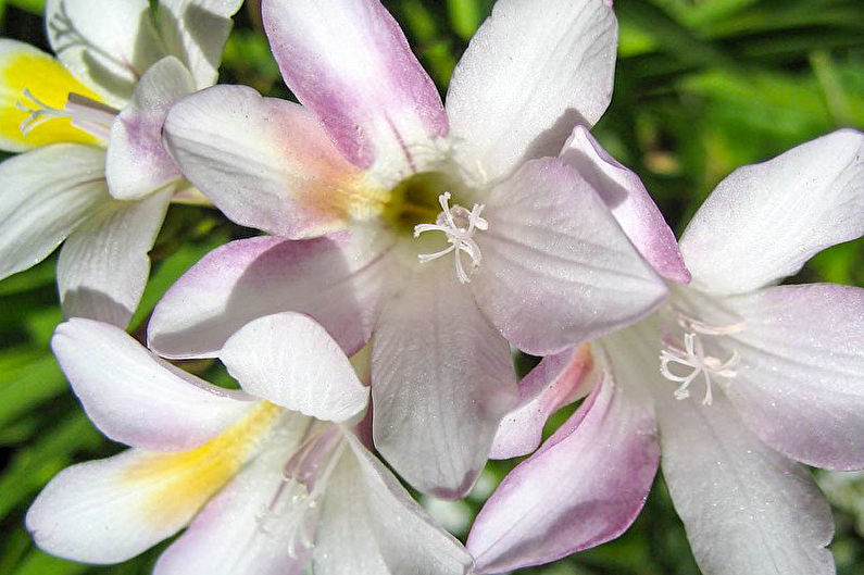 Freesia - photo