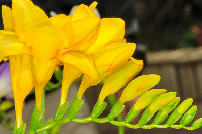 Freesia - photo