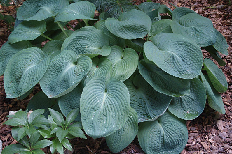 Types of hosts - Ground cover varieties