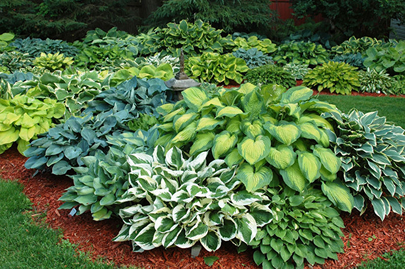 Host in landscape design and floristry