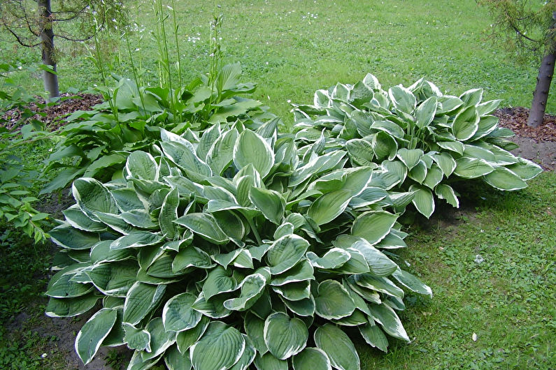 Host in landscape design and floristry