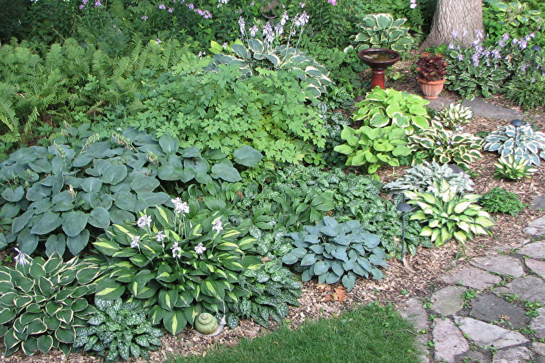 Host in landscape design and floristry
