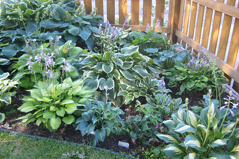 Host in landscape design and floristry