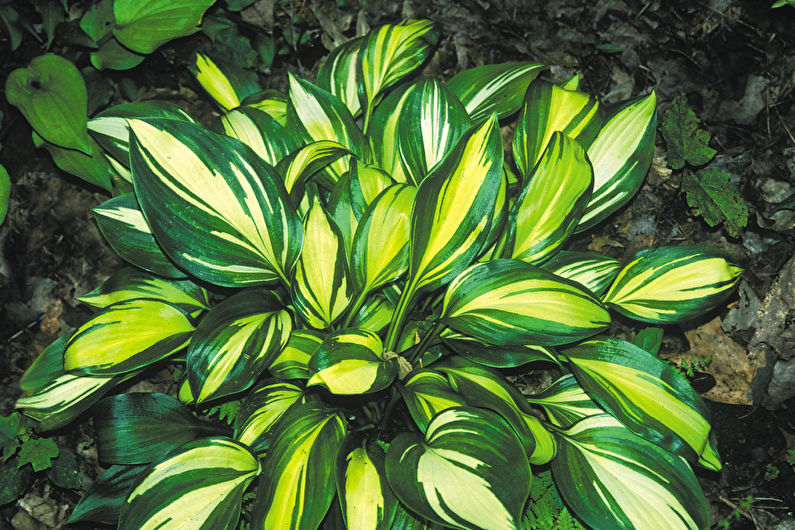 Hosta - photo