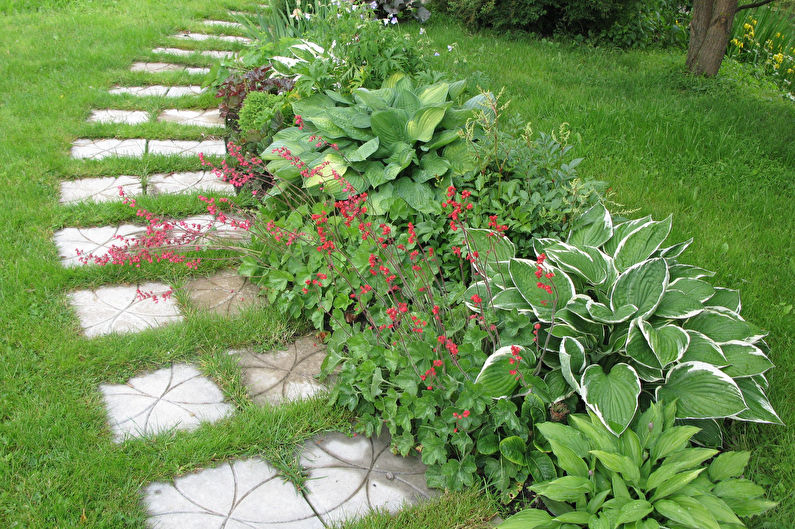 Hosta - photo