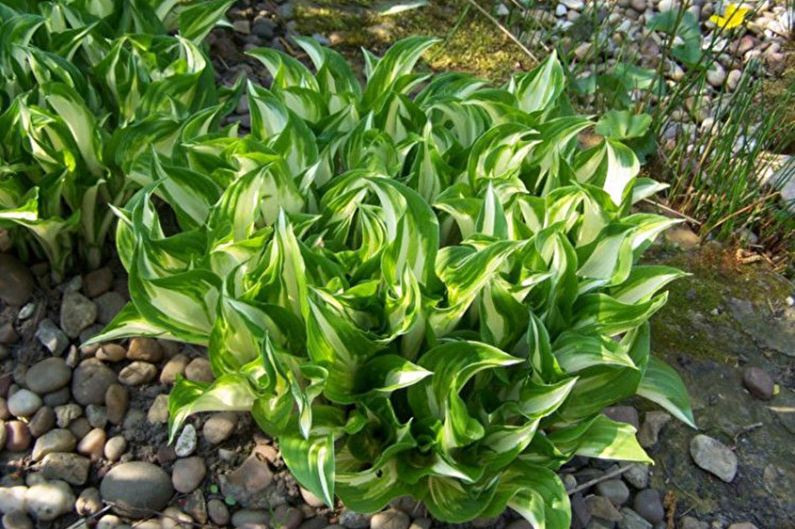 Hosta - photo