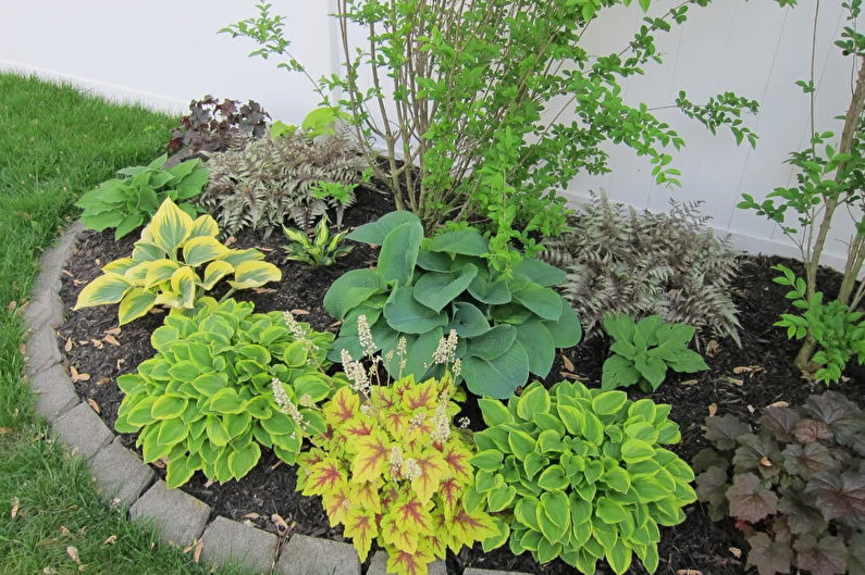 Hosta - photo