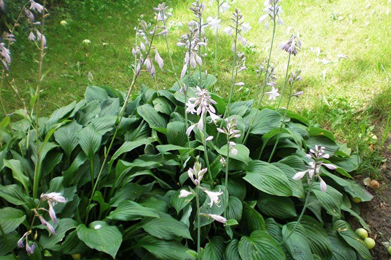 Hosta - photo